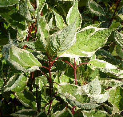 Дерен белый Cornus alba Elegantissima