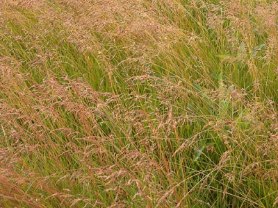 Мятлик луговой 0,3 кг (Poa pratensis)