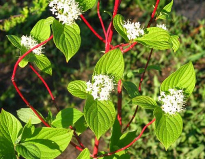Дерен белый Cornus alba Sibirica