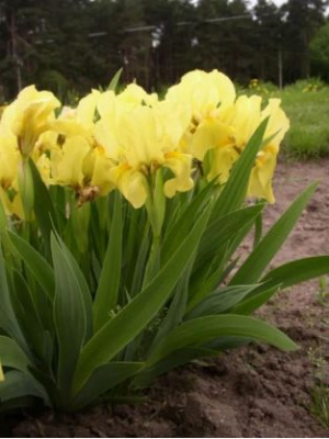 Ирис карликовый Iris pumila 'Excelsa' (жёлтый,IV-V,Н=30-35см)