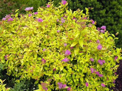 Спирея японская (Spiraea japonica Golden Princess Н0,8м)
