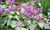 Яснотка Lamium maculatum P9