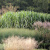 Мискантус Гигантеус Miscanthus Giganteus