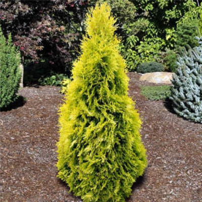Туя западная (Thuja occidentalis 'Jantar')