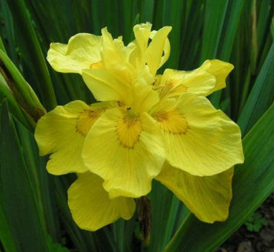 Ирис болотный Flore Plena