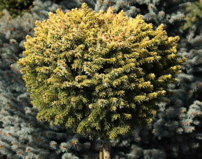 Ель сербская (Picea omorika 'Peve Tijn') штамб 80см С7
