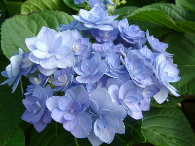 Гортензия крупнолистная Romance blue