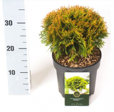 Туя западная (Thuja occidentalis 'Mirjam' НВ0.8m)