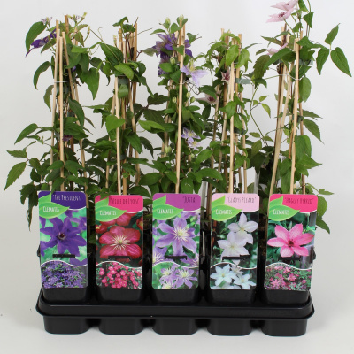 Клематис Clematis Overig
