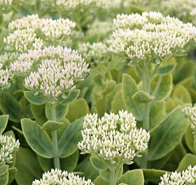 Очиток sedum Stardust (H50) C3