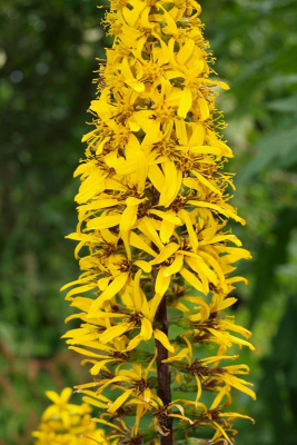 Бузульник узколистный Ligularia stenocephala 'The Rocket' (цветки желтые,Дцв=5см,VII-VIII,Н=180/70см