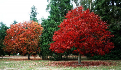 Дуб красный Quercus rubra
