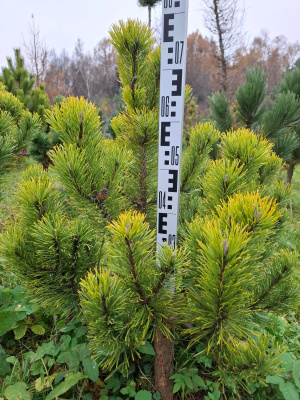 Сосна горная (Pinus mugo Winter Gold Н1м, B1.5м) 70-80см RB40