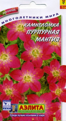 Камнеломка пурпурная мантия