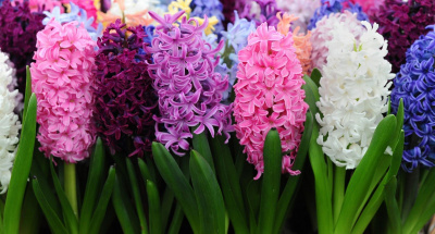 Гиацинт Джеменд