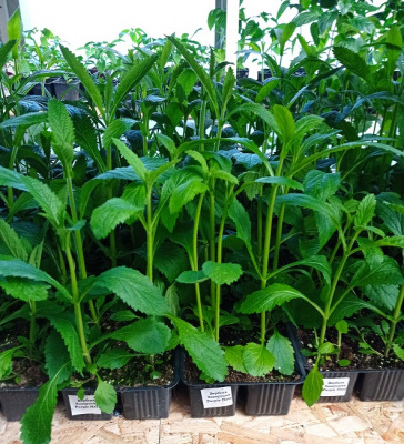 Вербена Бонарская Verbena Bonariensis К6