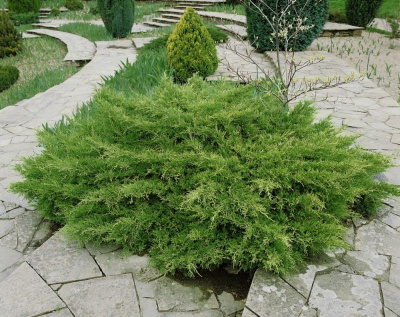 Можжевельник средний (Juniperus media 'Pfitzeriana Compacta')
