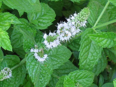 Мята Mentha Aguatica