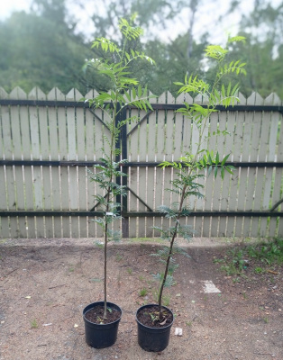 Рябина Додонг (Sorbus commixta 'Dodong' H8m D5m) 200-250 см С25