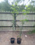 Рябина Додонг (Sorbus commixta 'Dodong' H8m D5m) 200-250 см С25