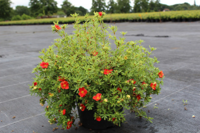 Лапчатка кустарниковая (Potentilla fruticosa Red Ace Н-0,65м цв. оранжевые) 30-40 С3