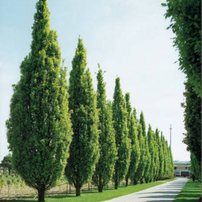 Дуб черешчатый (Quercus robur 'Fastigiata'