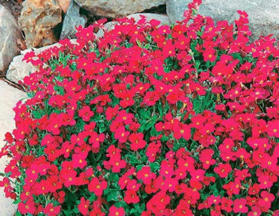Обриета дельтовидная 'Cascade Red'