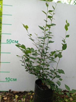 Кизильник блестящий (Cotoneaster lucidus Н2м В2м)