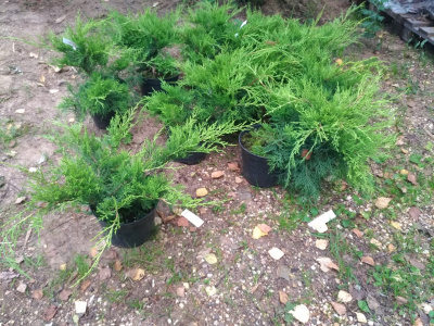 Можжевельник средний (Juniperus media 'Pfitzeriana Aurea' Н-1м В-3м)