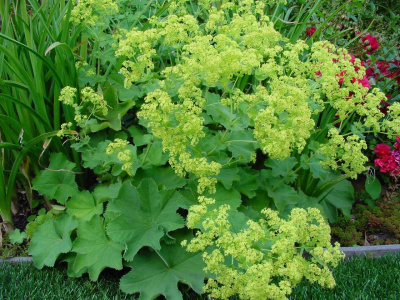 Манжетка мягкая Alchemilla mollis  (зел-желт,V-IX,Н=60/40см)