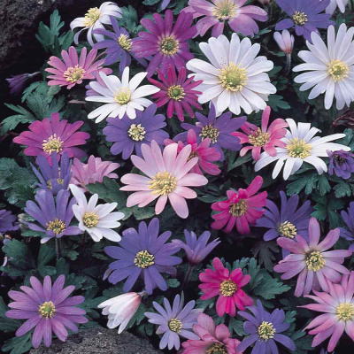 Анемона Anemone Blanda, Mix