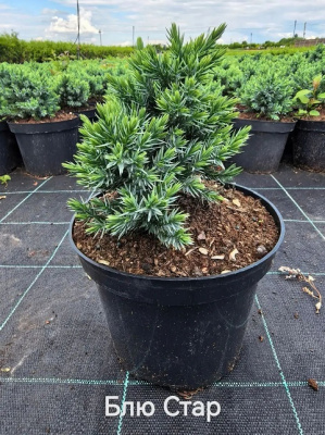 Можжевельник чешуйчатый Juniperus squamata 'Blue Star'