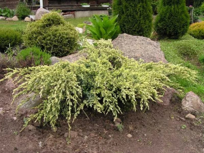 Можжевельник чешуйчатый (Juniperus squamata 'Holger')
