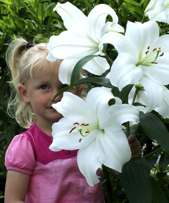 Лилия Lilium Восточная ориентал Casa Blanca