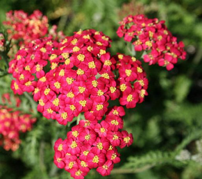 Тысячелистник обыкновенный Achillea millefolium 'Paprika' (красн,Н=60см)