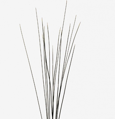 Speargrass 120