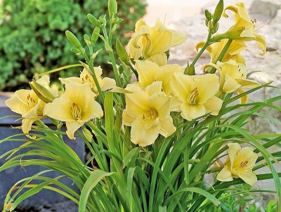 Лилейник Hemerocallis 'Fragrant Return' (жёлтый,гофр,душист,Н=40-50см)