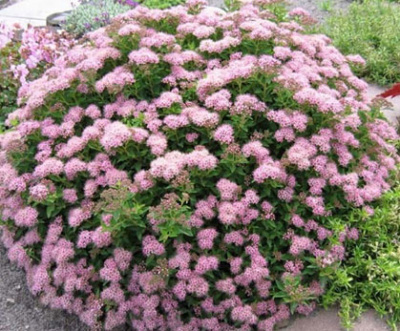 Спирея японская (Spiraea japonica Little Princess C1,5 20-25)