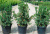 Тисс ягодный (Taxus baccata H=10м) 60см С10