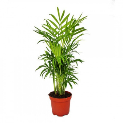 Хамедария Chamaed Elegans