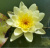 Нимфея Marliacea Chromatella (Кувшинка, водяная лилия Марлиака Хромателла,цв. желтый) С4