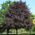 Acer platanoides Faassens Black