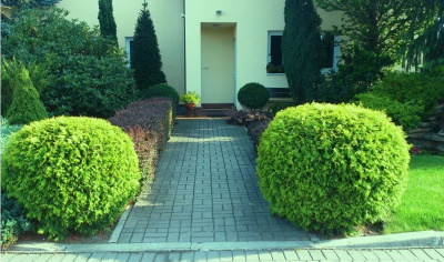 Thuja occidentalis Golden Globe