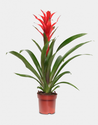 Гузмания Guzmania Ostara 40
