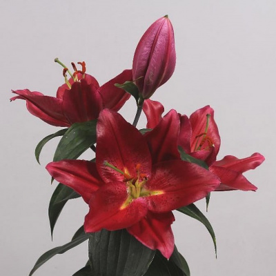 Лилия Or Pico Dark Pink