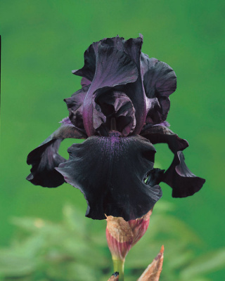 Ирис барадатый Black Dragon Н=60см