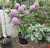 Рододендрон Грандифлорум (Catawbiense Grandiflorum -32°C H2-3м)