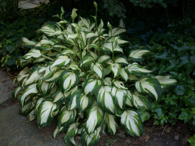 Хоста 'Undulata Mediovariegata'