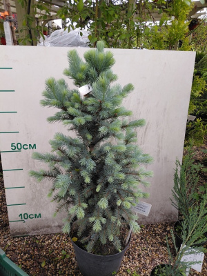 Ель колючая (Picea pungens  Blue Mountain)