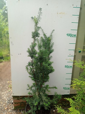 Тисс средний Хикси Taxus 130см С20